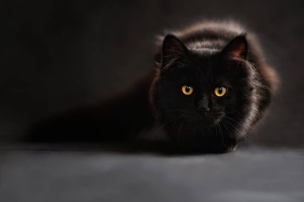 Best cat breeds for an apartment